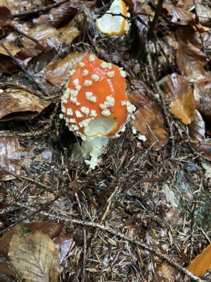 IMG_4723.JPG