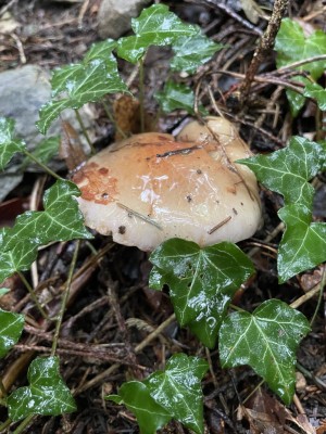 IMG_4680.JPG