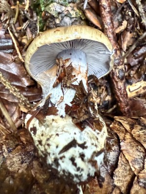 Cortinarius spec.JPG