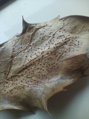 Trochila ilicina 2.jpg