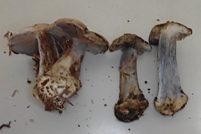 Cortinarius cyanites (2).JPG