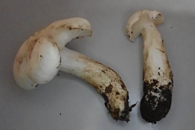 Tricholoma lascivum (3).JPG