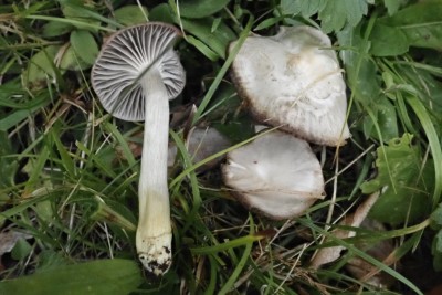 Cuphophyllus flavipes (1).JPG