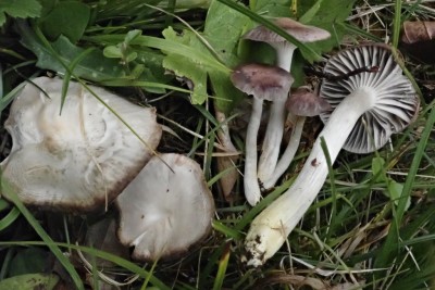 Cuphophyllus flavipes (8).JPG