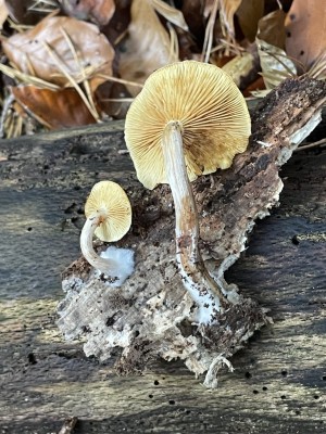 IMG_5227.JPG