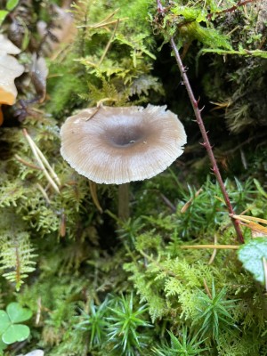 IMG_5248.JPG