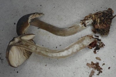 Entoloma spec (10).JPG