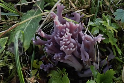 Clavaria violaceopulchra (4).JPG