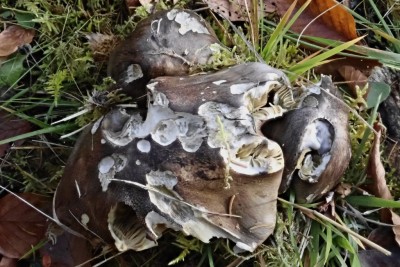 Tricholoma portentosum (4).JPG