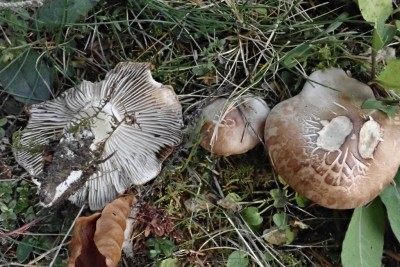 Tricholoma boudieri (7).JPG