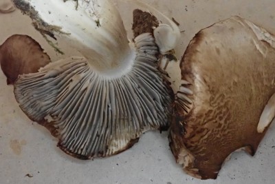 Tricholoma boudieri (15).JPG