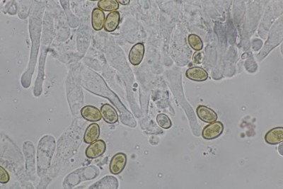 Galerina sideroides mikr(5).JPG