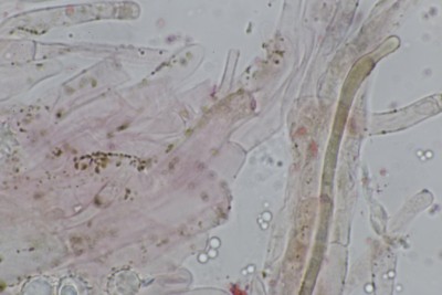 Lactarius glyciosmus_HDS_Lactifere (3).JPG