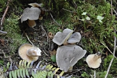 Lactarius mammosus (10).JPG