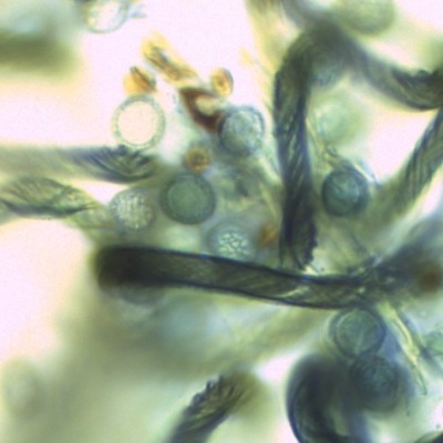 Hemitrichia clavata-sporen.jpg