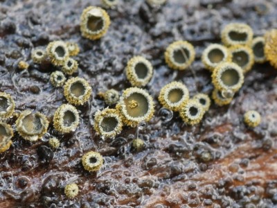Neodasyscypha_P1230248.JPG