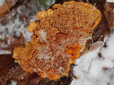 Pycnoporellus fulgens IMG_20251122_100501.jpg