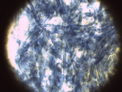 Lentinellus ursinus MLZ_1000_1_1.jpg