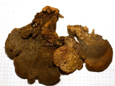 Lentinellus ursinusP1230302.JPG
