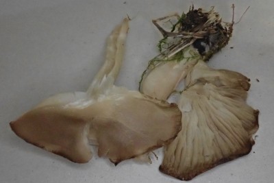 Clitocybe amarescens (8).JPG