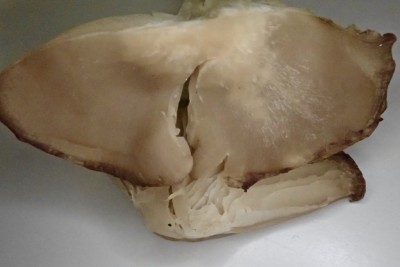 Clitocybe amarescens (10).JPG