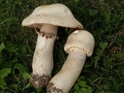 01 Agaricus benesii ©kevenhörster.JPG