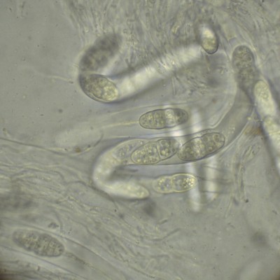 Lophiostoma comp ressumH2O_1000_1_9.jpg