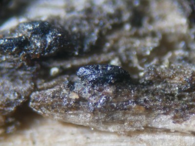 Lophiostoma compressum P1230654.JPG