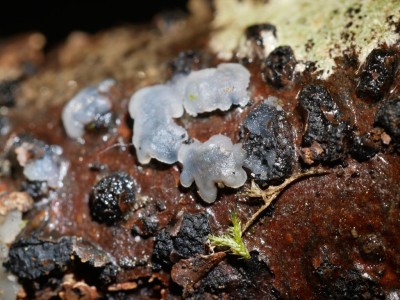Tremella indecorata P1230689.JPG