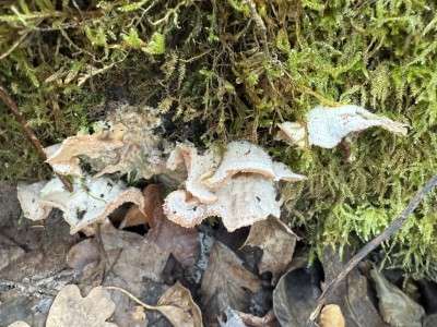 Forum 1 Phlebia tremellosa.JPG