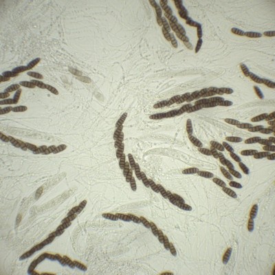 Lophiostoma compressum H2O_400.jpg