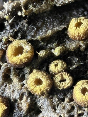 2026-02-07-19.22.02 ZS PMax.jpg