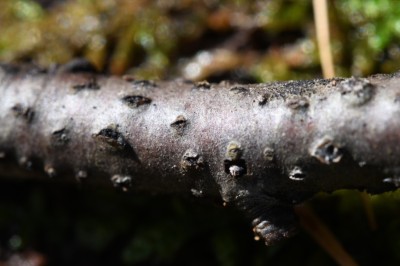Cheirospora botryospora - Traubensporiger Handsporling