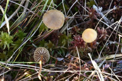 Hypholoma elongatum - Hellblättriger Torfmoos-Schwefelkopf