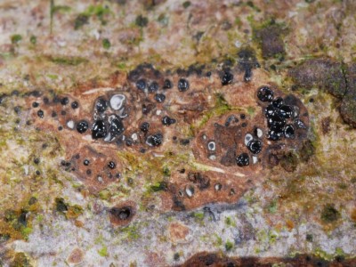 Cryptosphaeria lignyota P1230952.JPG
