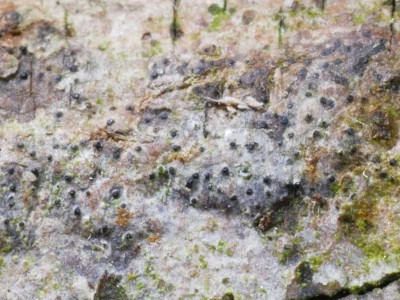 Cryptosphaeria lignyota P1230954.JPG