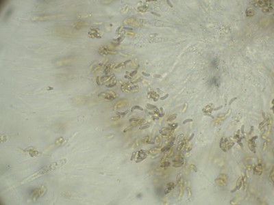 Eutypa maura H2O_1000_1.jpg