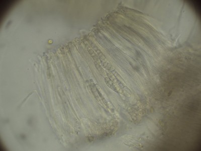 Karstenia spec H2O_1000.jpg