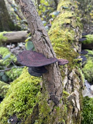 IMG_7615.JPG