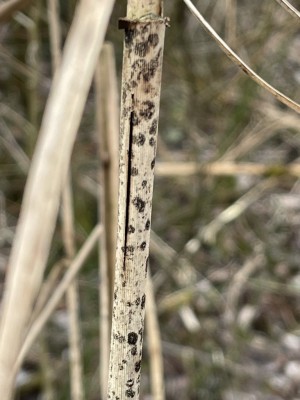 IMG_7634.JPG