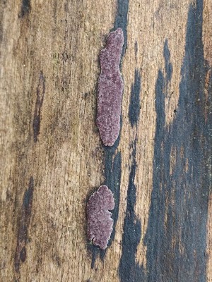 Hypoxylon vogesiacum IMG_20260228_093416.jpg