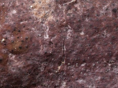 Hypoxylon vogesiacum P1240155.JPG