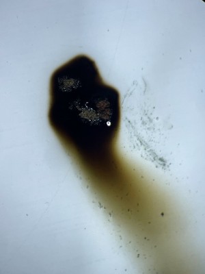 IMG_7732.JPEG