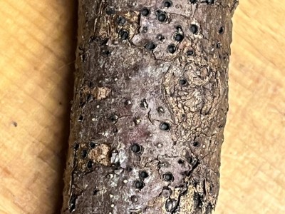 Laubholz ?