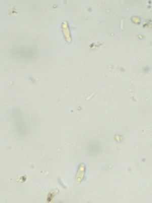 Ionomidotis fulvotingens H2O_1000_10.jpg