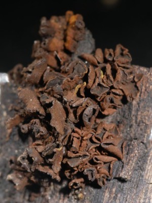 Ionomidotis fulvotingens P1240157.JPG