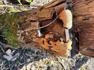 IMG_4061.jpeg