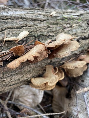 IMG_7917.JPG