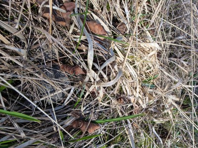 Suchbild: hier verstecken sich 2 Morcheln