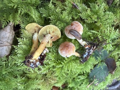 IMG_6449.JPG